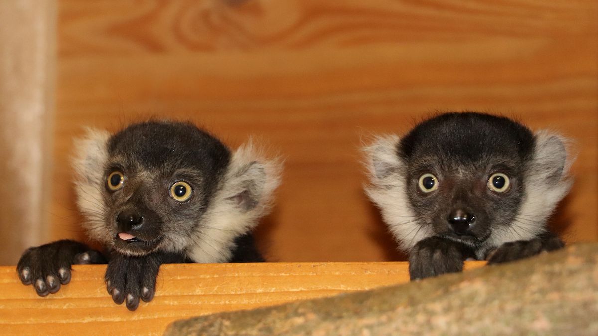 Plzeňská zoo zažila babyboom lemurů